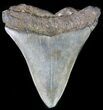 Juvenile Megalodon Tooth #61905-1